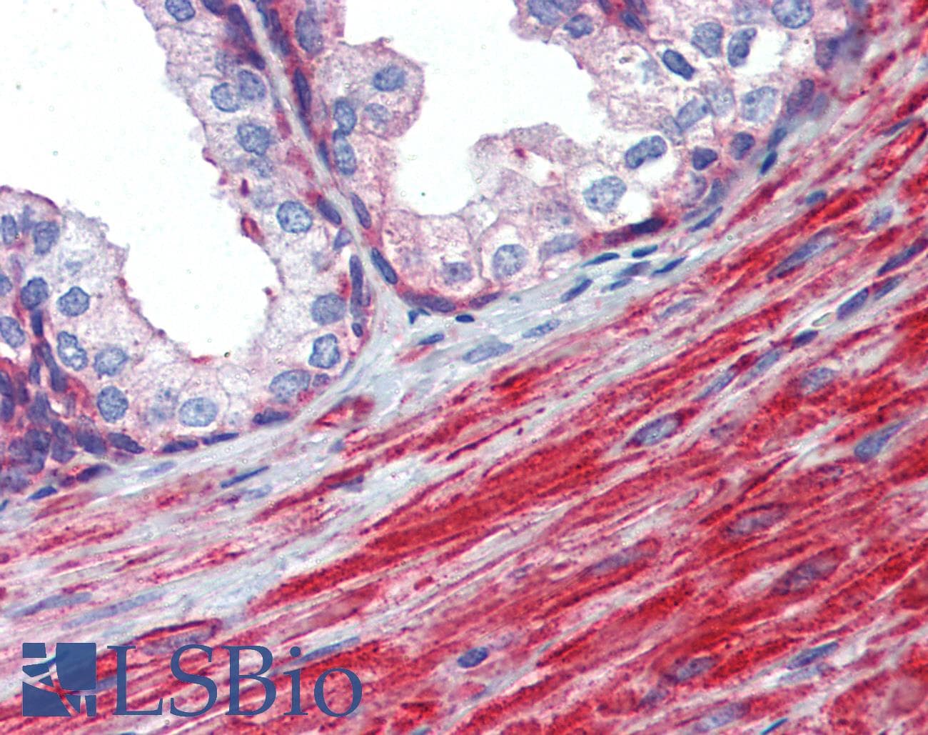 MYL6 Antibody (aa72-121)