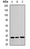 IHC-plus™ ANXA8L1 Antibody