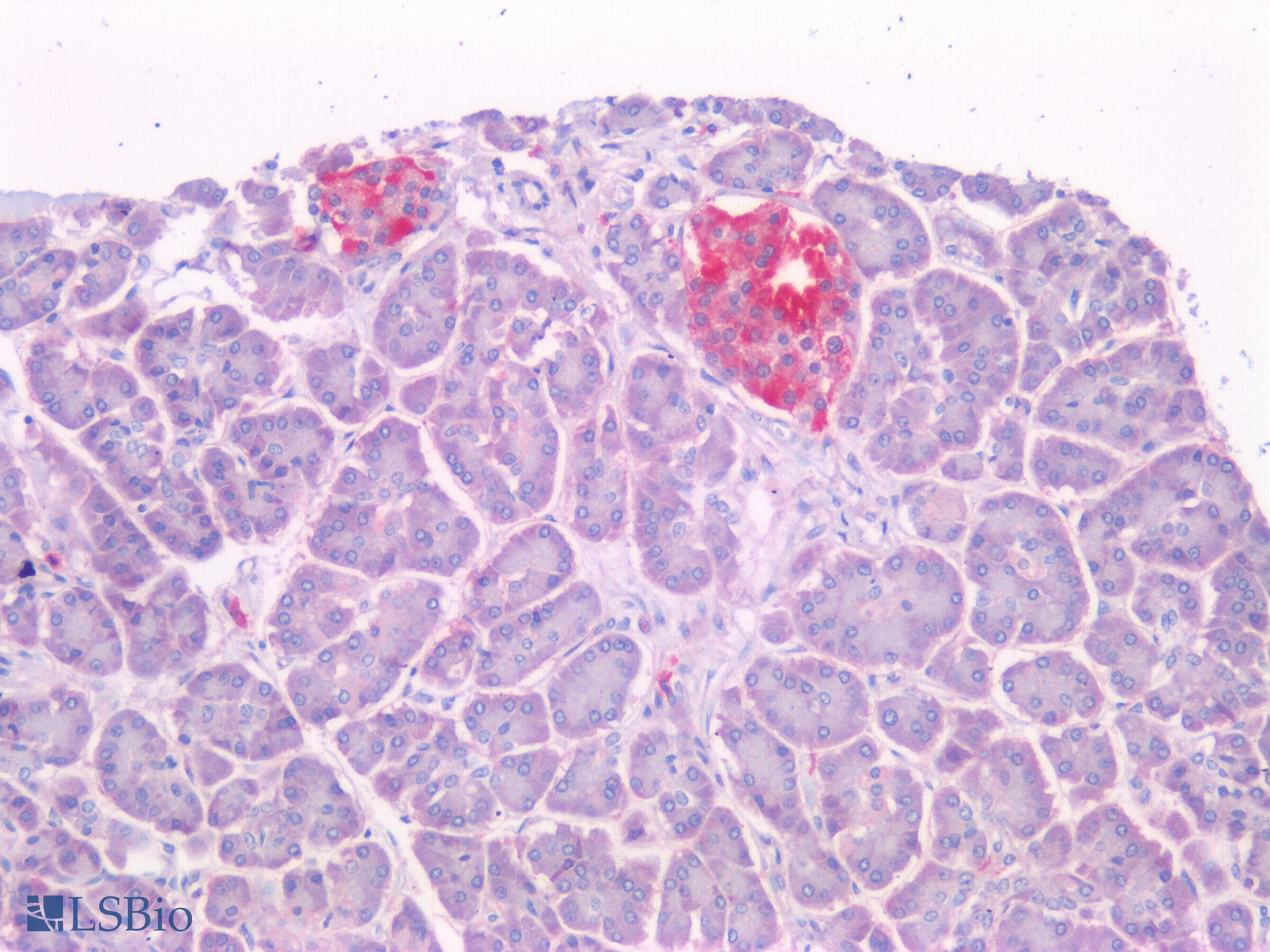 PathPlus™ IAPP / Amylin Antibody