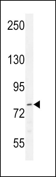 Polyclonal Rabbit anti-Human LCMT2 / YW4 Antibody (aa435-463, WB)