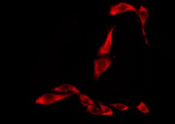 TAS2R45 Antibody