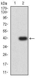 CHRM3 / M3 Antibody (clone 4A6B7)