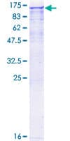 Human NEK9 Protein (Recombinant GST)