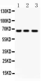 RELA / NFKB p65 Antibody (aa99-551)