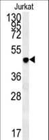 DAO / D Amino Acid Oxidase Antibody (aa259-287)
