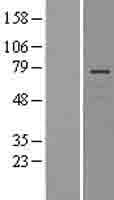 LNX1 / LNX Protein (Over-Expression Lysate Myc-DDK (Flag))