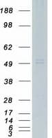 Human C3AR / C3a Receptor Protein (Recombinant Myc-DDK (Flag))