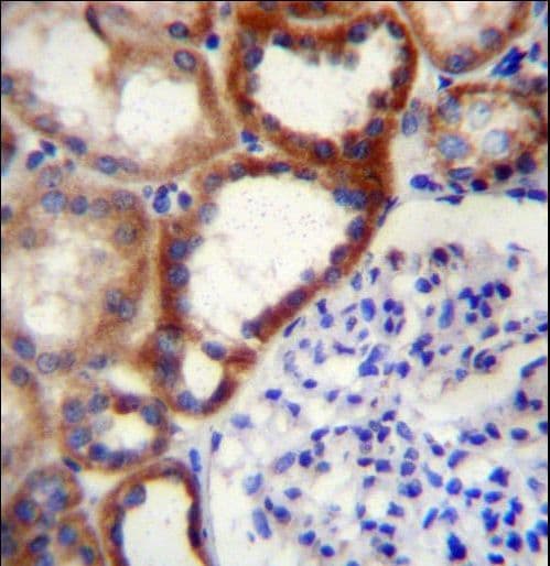 STARD4 Antibody (aa8-37)
