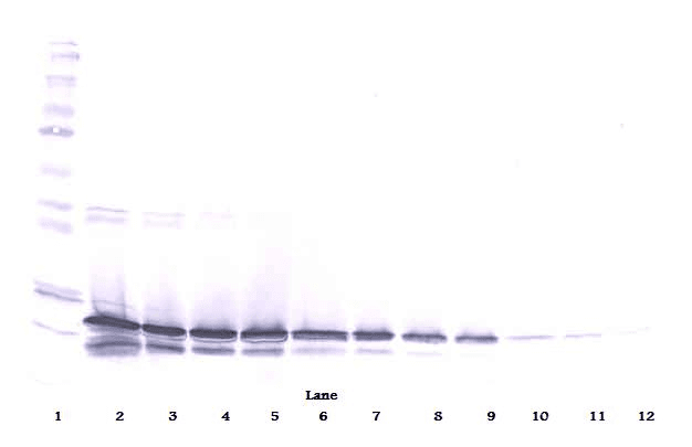 Polyclonal Rabbit anti-Mouse FGF9 Antibody (WB)