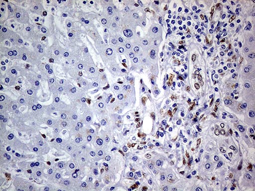 MEIS1 Antibody (aa176-390, clone OTI2A3)