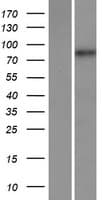 Human MAMLD1 Protein (Over-Expression Lysate Myc-DDK (Flag))
