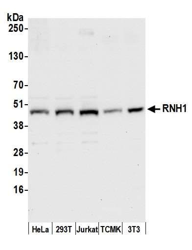 RNH1 Antibody (aa1-50)