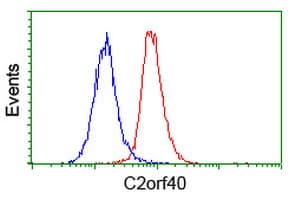 C2orf40 / ECRG4 Antibody (clone OTI1A10)