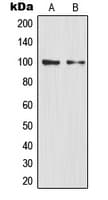 NFKB2 Antibody (C-Terminus)