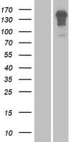 ENAM Protein (Over-Expression Lysate Myc-DDK (Flag))