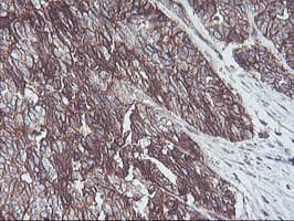 NPTN / SDR1 Antibody (clone OTI3C4, Carrier-free)