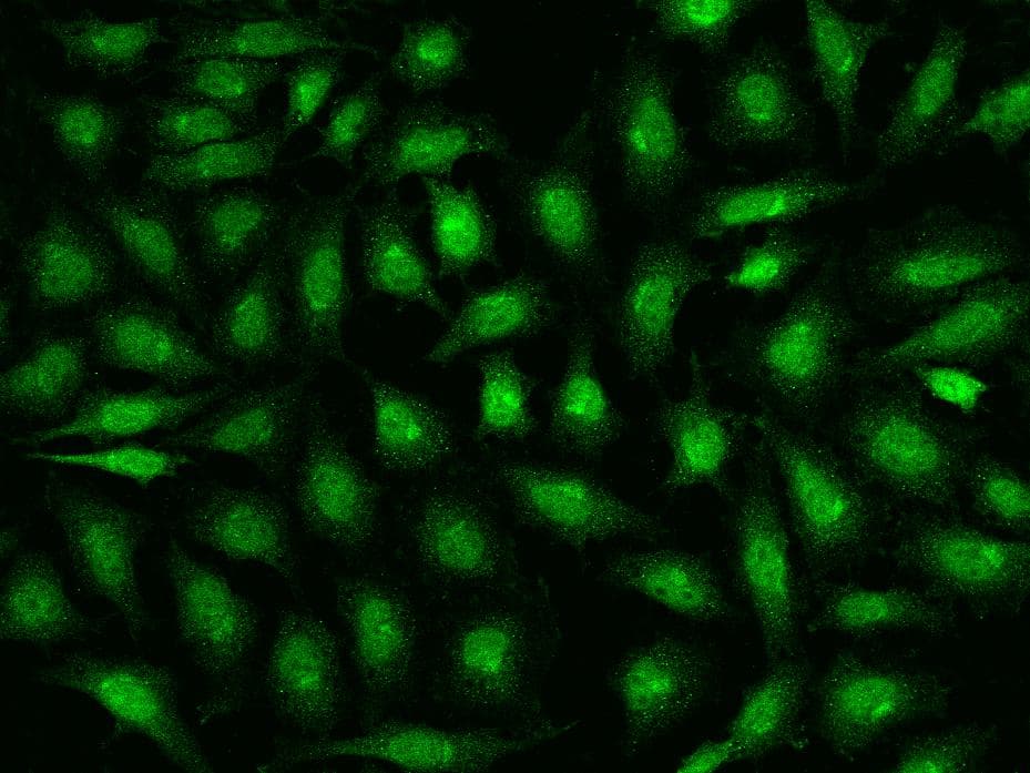 IDO1 / IDO Antibody (Preservative Free)