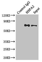 Polyclonal Rabbit anti-Human HSPA2 Antibody (aa400-639, IHC, WB)