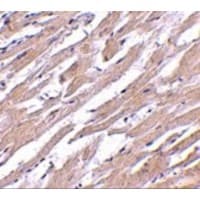 POFUT1 Antibody