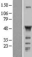 CCM2 / Malcavernin Protein (Over-Expression Lysate Myc-DDK (Flag))