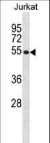 IHC-plus™ CREB3 / LZIP Antibody (aa66-94)