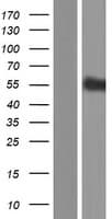 SIGLEC12 Protein (Over-Expression Lysate Myc-DDK (Flag))
