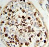RAMA1 / SKA3 Antibody (aa226-253)