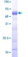 Human SSFA2 Protein (Recombinant GST)