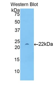 APOD / Apolipoprotein D Antibody (aa21-189, HRP)