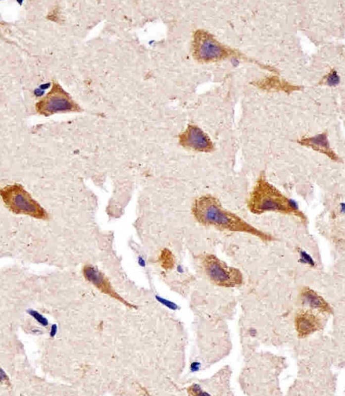 PPID / Cyclophilin D Antibody
