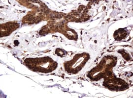 RASSF8 Antibody (clone OTI2B6)