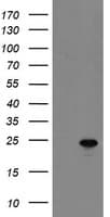 IHC-plus™ MYL7 Antibody (clone 4E7)