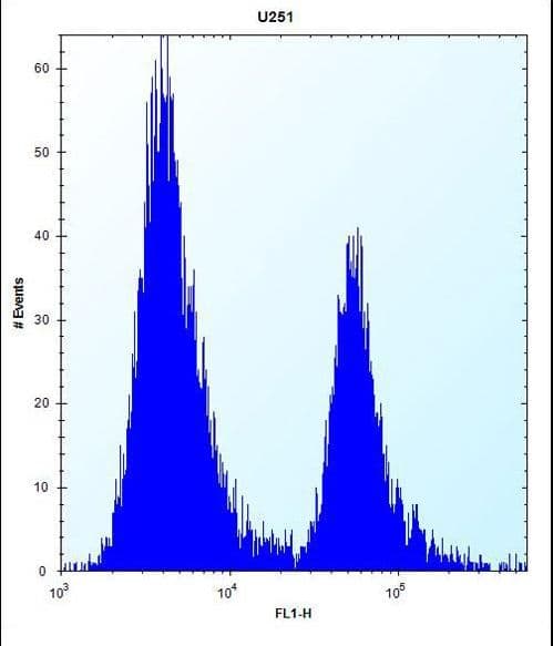 EDR / PEG10 Antibody (aa1-30)