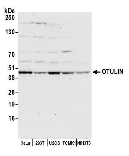 OTULIN / FAM105B Antibody (aa75-125)