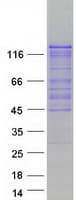 Human AMBRA1 Protein (Recombinant Myc-DDK (Flag))