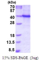 Human SPI1 / PU.1 Protein (Recombinant His)