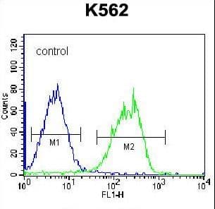 HLA-DQA1 Antibody (aa57-84)