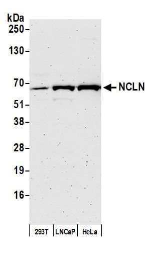 NCLN Antibody (aa375-425)