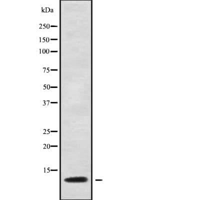 Apolipoprotein C-I Antibody