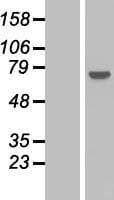 PPP2R3A / PR130 Protein (Over-Expression Lysate Myc-DDK (Flag))