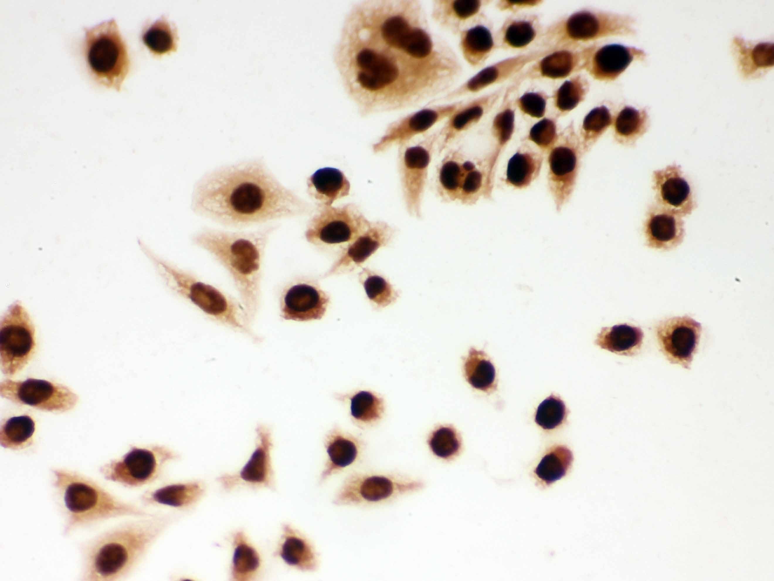 DDB1 Antibody (aa1011-1140)