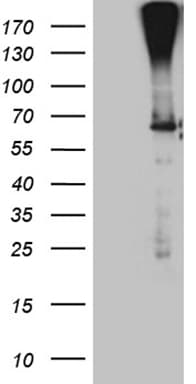 F10 / Factor X Antibody (aa41-488, clone OTI3A9)