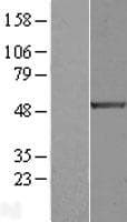 E2F1 Protein (Over-Expression Lysate Myc-DDK (Flag))