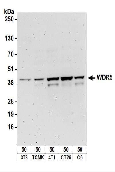 IHC-plus™ WDR5 Antibody (aa50-100)