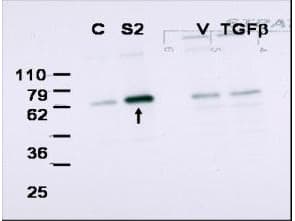 Polyclonal Rabbit anti-Human SMAD2 Antibody (WB)