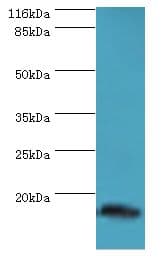 MLANA / Melan-A Antibody (aa48-118)