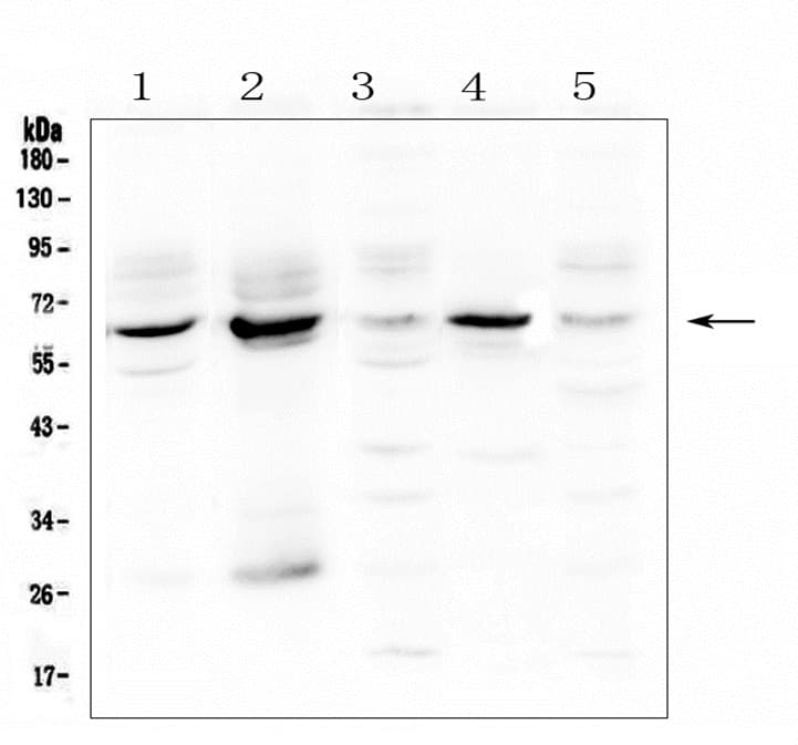 METTL3 Antibody
