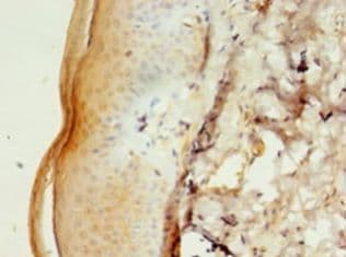 CALML5 Antibody (aa2-146, Biotin)