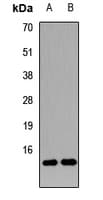 NRGN / Neurogranin Antibody