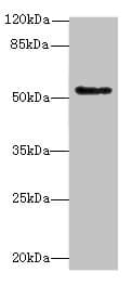 PLEKHS1 / C10orf81 Antibody